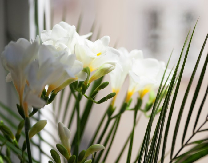 15-flores-blancas-ventana